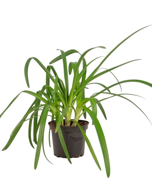 Agapanto blanco, flor del amor blanca, Agapanthus africanus