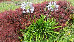 Agapanto blanco, flor del amor blanca, Agapanthus africanus