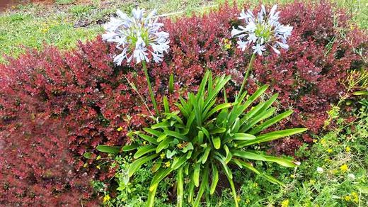 Agapanto blanco, flor del amor blanca, Agapanthus africanus