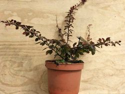 Agracejo, Berberis thunbergii 'Coronita'