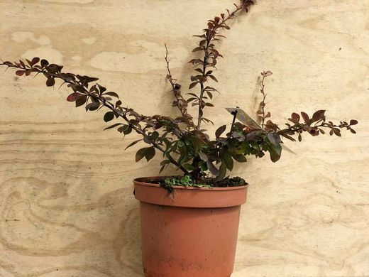 Agracejo, Berberis thunbergii 'Coronita'