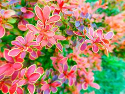 Agracejo, Berberis thunbergii 'Coronita'