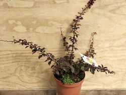 Agracejo, Berberis thunbergii 'Coronita'