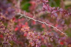 Agracejo, Berberis thunbergii 'Coronita'