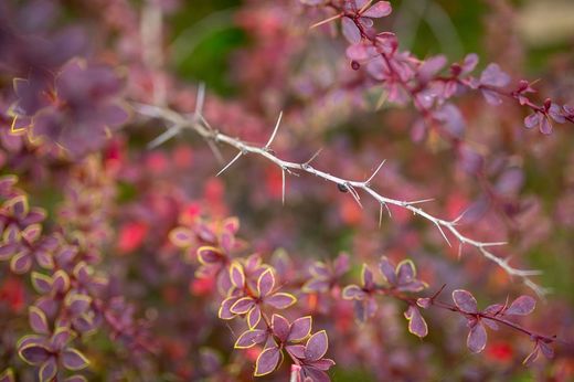 Agracejo, Berberis thunbergii 'Coronita'