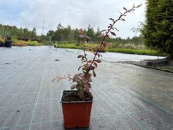 Agracejo, Berberis thunbergii 'Coronita'