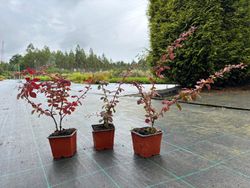 Agracejo, Berberis thunbergii 'Coronita'