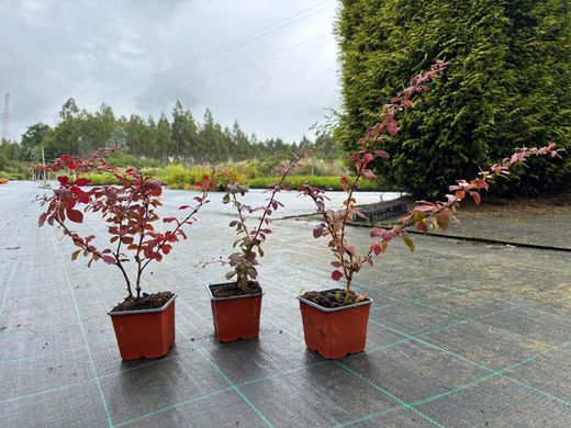 Agracejo, Berberis thunbergii 'Coronita'
