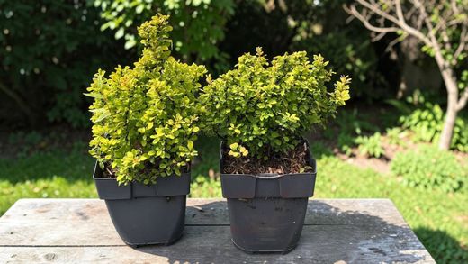 Agracejo, Berberis thunbergii 'Goldalita'