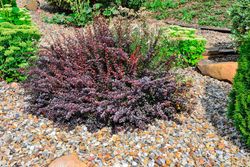 Barberry roxo, barberry anão vermelho