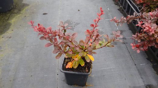 Barberry roxo, barberry anão vermelho