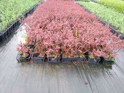 Barberry roxo, barberry anão vermelho