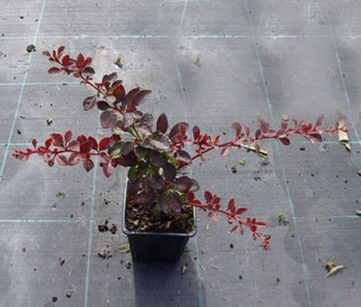 Barberry roxo, barberry anão vermelho