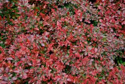 Barberry roxo, barberry anão vermelho