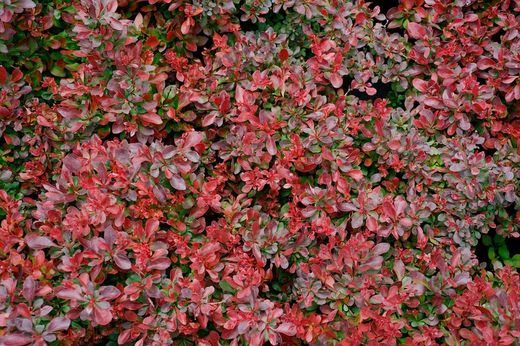 Barberry roxo, barberry anão vermelho