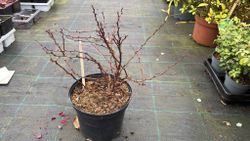 Barberry roxo, barberry anão vermelho