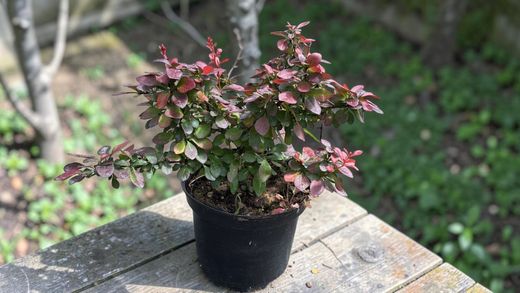 Agracejo purpura, agracejo rojo enano