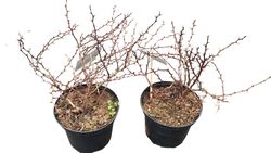 Barberry roxo, barberry anão vermelho