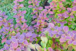 Agracejo rojo, agracejo purpura "Golden Ring"