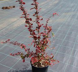 Agracejo rojo, agracejo purpura "Golden Ring"