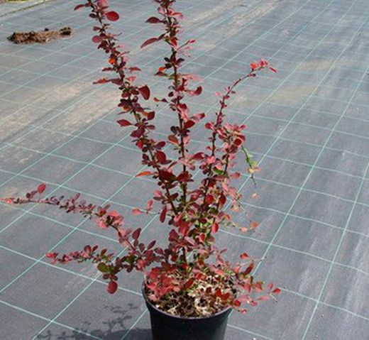 Agracejo rojo, agracejo purpura "Golden Ring"