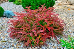 Agracejo rojo, agracejo purpura "Golden Ring"