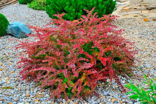 Agracejo rojo, agracejo purpura "Golden Ring"