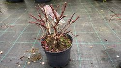 Agracejo rojo, agracejo purpura "Golden Ring"