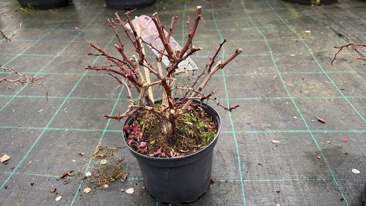 Agracejo rojo, agracejo purpura "Golden Ring"