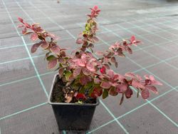 Agracejo rojo, agracejo purpura "Golden Ring"
