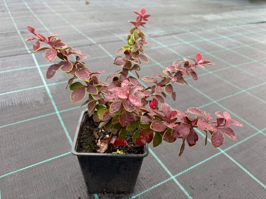 Agracejo rojo, agracejo purpura "Golden Ring"