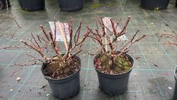 Agracejo rojo, agracejo purpura "Golden Ring"