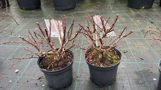 Agracejo rojo, agracejo purpura "Golden Ring"