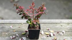 Agracejo rojo, agracejo purpura "Golden Ring"