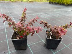 Agracejo rojo, agracejo purpura "Golden Ring"