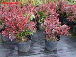 Barberry vermelho, barberry roxo
