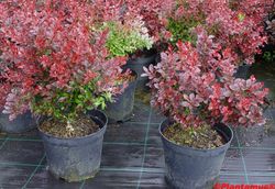 Barberry vermelho, barberry roxo