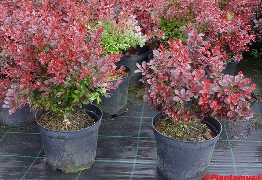Barberry vermelho, barberry roxo