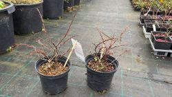 Barberry vermelho, barberry roxo