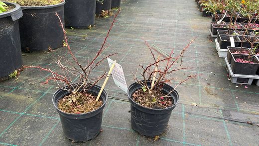 Barberry vermelho, barberry roxo