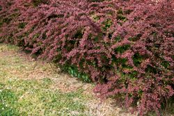 Barberry vermelho, barberry roxo