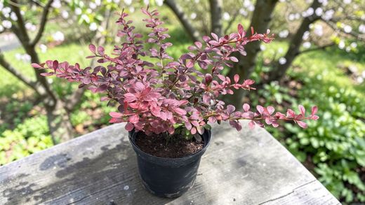 Épine-vinette rouge, vinette pourpre