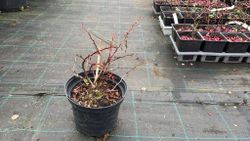 Barberry vermelho, barberry roxo