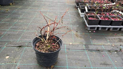 Barberry vermelho, barberry roxo