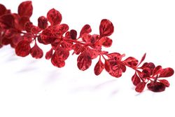 Barberry vermelho variado, Berberis thunbergii "Pink queen"