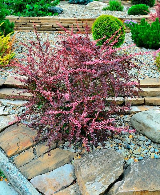 Barberry vermelho variado, Berberis thunbergii "Pink queen"
