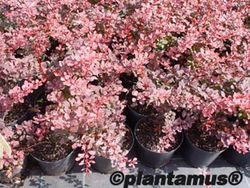 Barberry vermelho variado, Berberis thunbergii "Pink queen"
