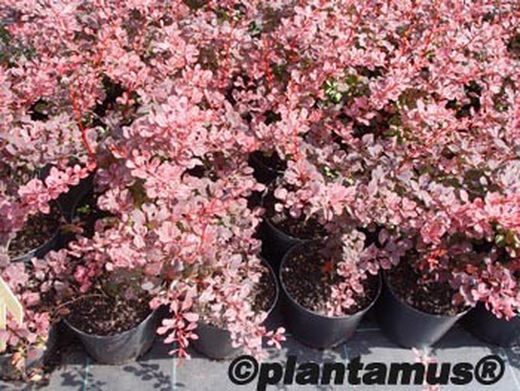 Barberry vermelho variado, Berberis thunbergii "Pink queen"