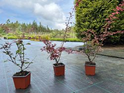 Barberry vermelho variado, Berberis thunbergii "Pink queen"