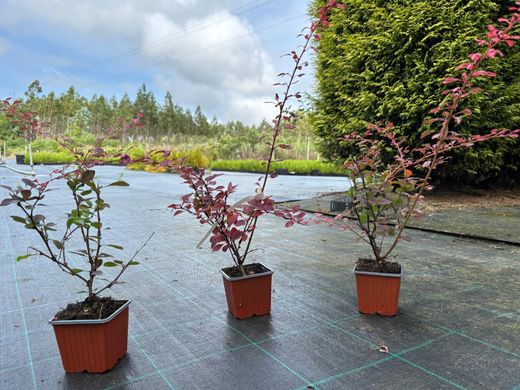 Barberry vermelho variado, Berberis thunbergii "Pink queen"